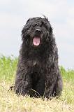 BOUVIER DES FLANDRES 048
